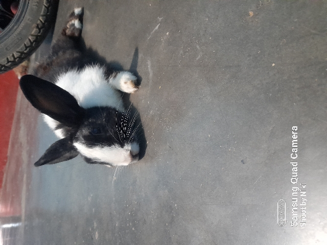 American – Rabbits