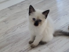 Siamese Kittens