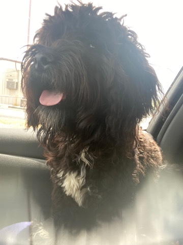 Lhasa Apso – Lhasa poo (Mafia)