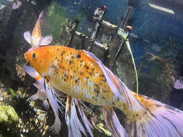 Koi - Butterfly Koi Fish available for adoption in Hialeah