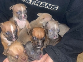 American Bulldog - jug cross pocket bully available for adoption in London