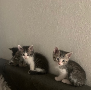 Sokoke – Kittens for sale.
