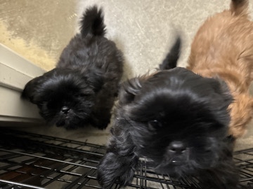 rehoming puppies