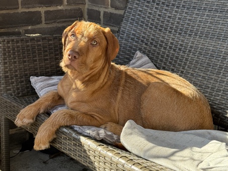Wirehaired Vizsla – Hungarian vizsla – Waterlooville