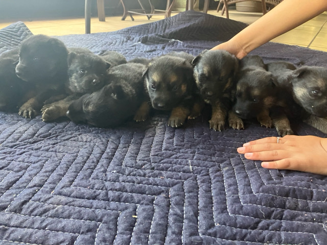 German Shepherd – full blooded German shepherd puppies