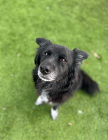 Border Collie – this is mira