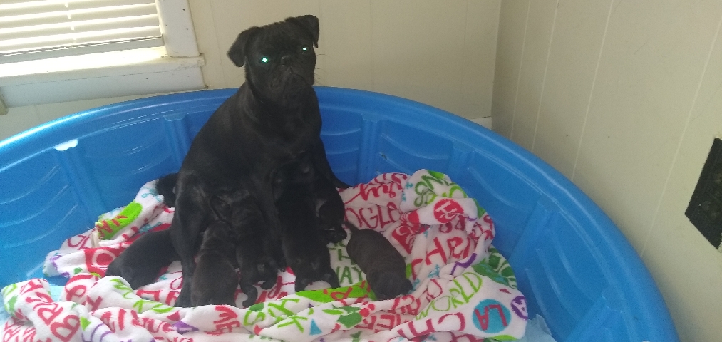 Pug – Beautiful baby pugs for sale