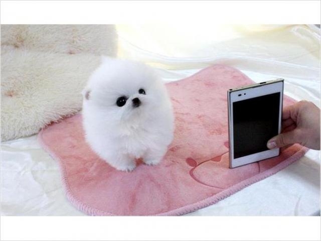 Pomeranian – Gorgeous Teacup Pomeranian Puppies