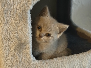British Shorthair – Adorable British Shorthair Kitten – 12 Weeks Old – Lippstadt