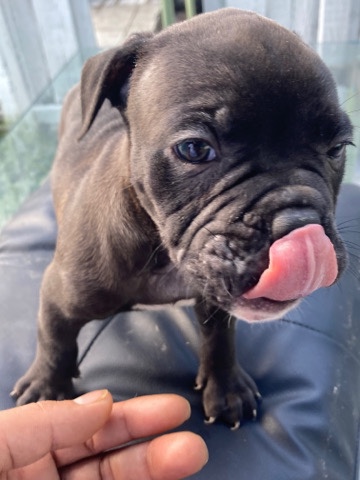 American Bulldog – American bully