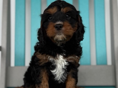 Phantom Cavapoo – Euclid