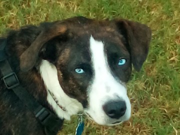 Australian Cattle Dog – must re-home Skitz – Oklahoma City