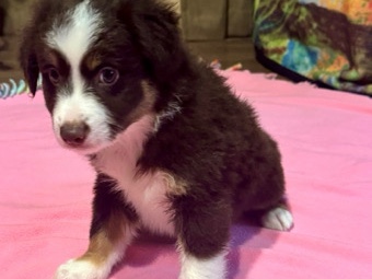 Australian Shepherd – Australian shepherd puppies – Columbus
