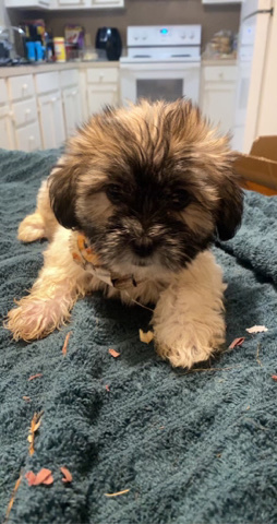Lhasa Apso – Lhasa Apso puppies for sale