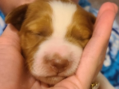 Brittany – Brittany Spaniels in Oklahoma:)