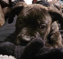 Cane Corso – last remaining male cane corso puppy