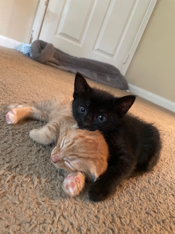 Kittens for sale.