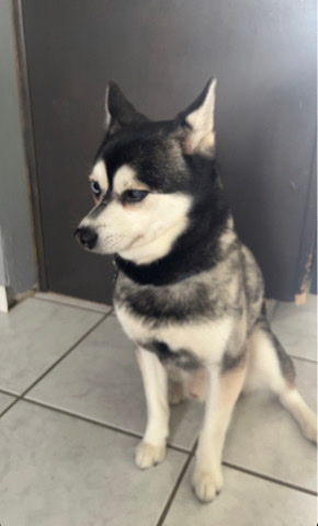 cute alasken Klee Kai for sale 