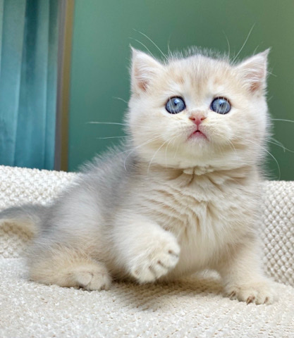 British Shorthair – EM Monika NY