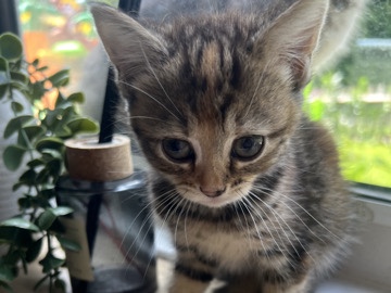 4 beautiful kittens – Maidstone