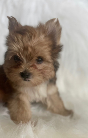 Yorkshire Terrier – Yorkshire terrier