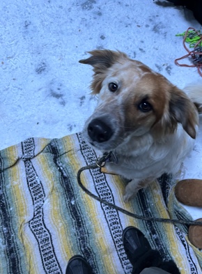 Great Pyrenees – Pyrenees mix