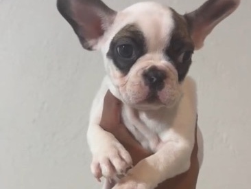 Bulldog - Bulldog Francés Hembra 🎀 available for adoption in Celaya