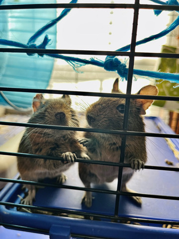 Degu Brothers