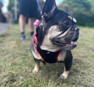 French Bulldog – Flo