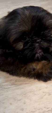 Shih Tzu – Reduced -AKC Shih Tzu