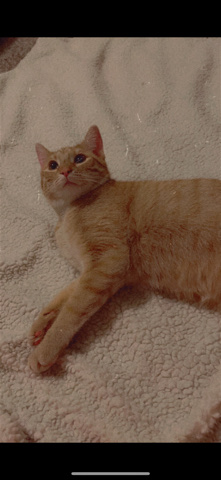 British Shorthair – orange tabby looking for home
