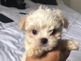 Poodle – maltipoo