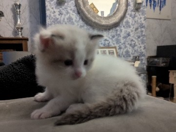 Ragdoll – pedigree ragdoll kittens for sale – Rossendale