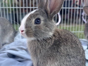 Beautiful baby bunny 🌺🐇
