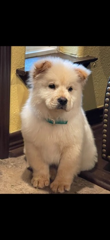 Chow Chow – Chowchow puppy