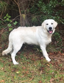 Golden Retriever – Hero (English Cream Golden Retriever)