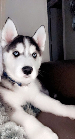 Siberian Husky – Blue