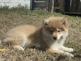 Daisy – Albuquerque