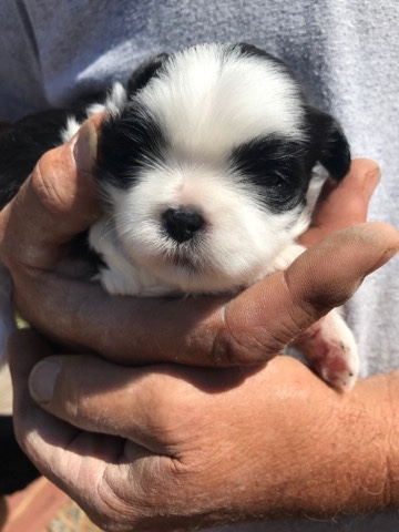 Shih Tzu – Button
