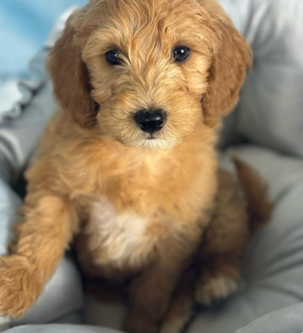 home for jack golden doodle