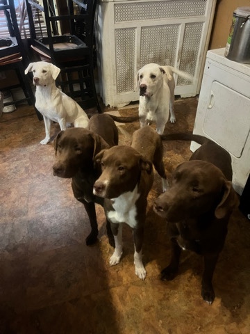 Labrador Retriever – chocolate lab / bulldog