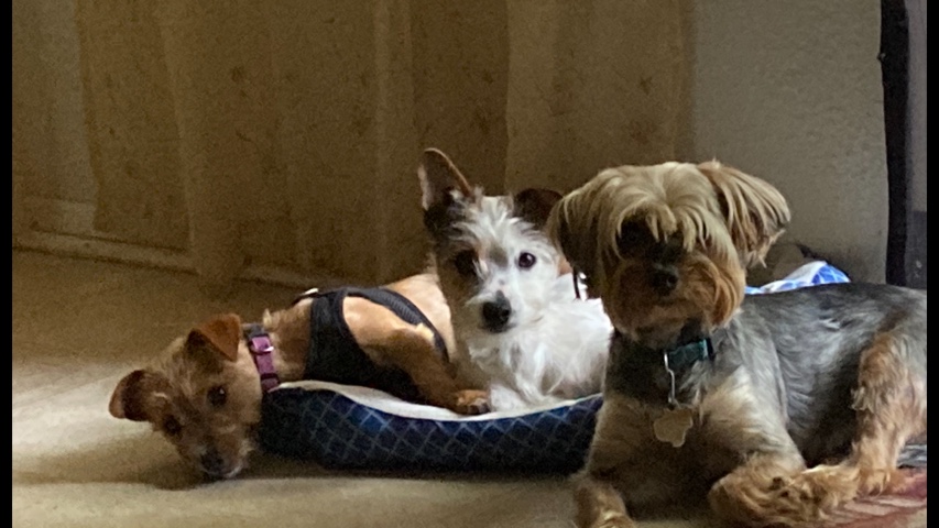 Yorkshire Terrier – Gabby
