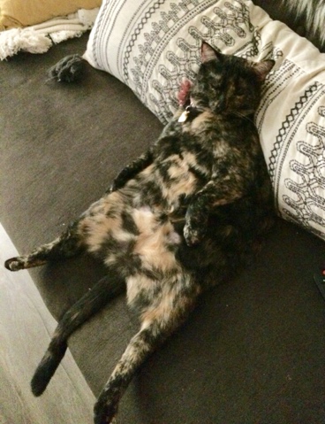 Tortoiseshell cat looking for a loving home