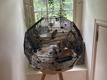 2 Parakeets and their belongings for sale