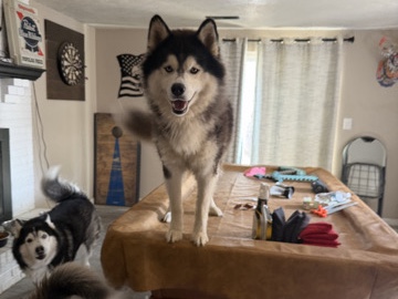 Siberian Husky – meet the Siberian husky pup Moose! – Youngstown