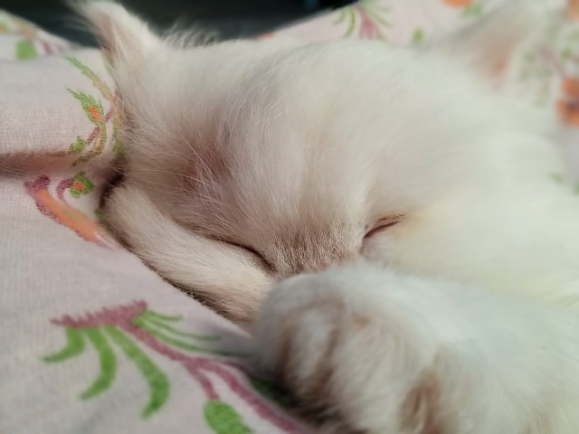 Persian (Modern) – Heidi paws