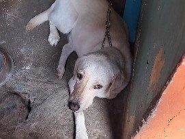 Labrador Retriever - mithun lab dog available for adoption in Chennai