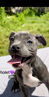 American Staffordshire Terrier – Violet AmStaff labmix