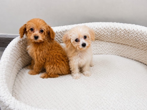 Maltipoo – adorable maltipoos – Sharjah