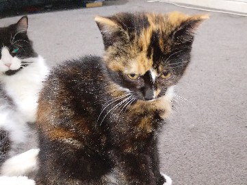 kitten 4 sale £50 – Greater London